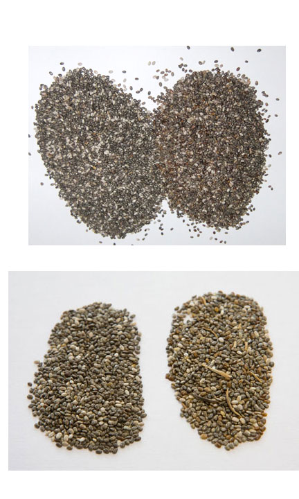 Good Bad Chia